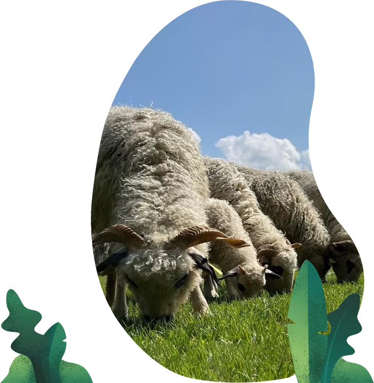 eco-paturage